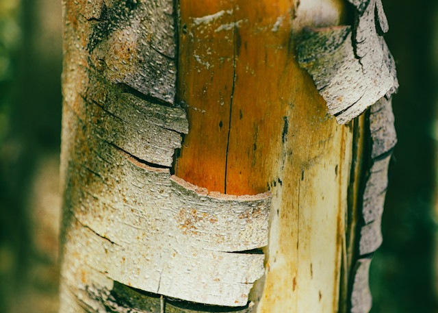 Abstract Tree Closeup Art | FOTO BAZAAR