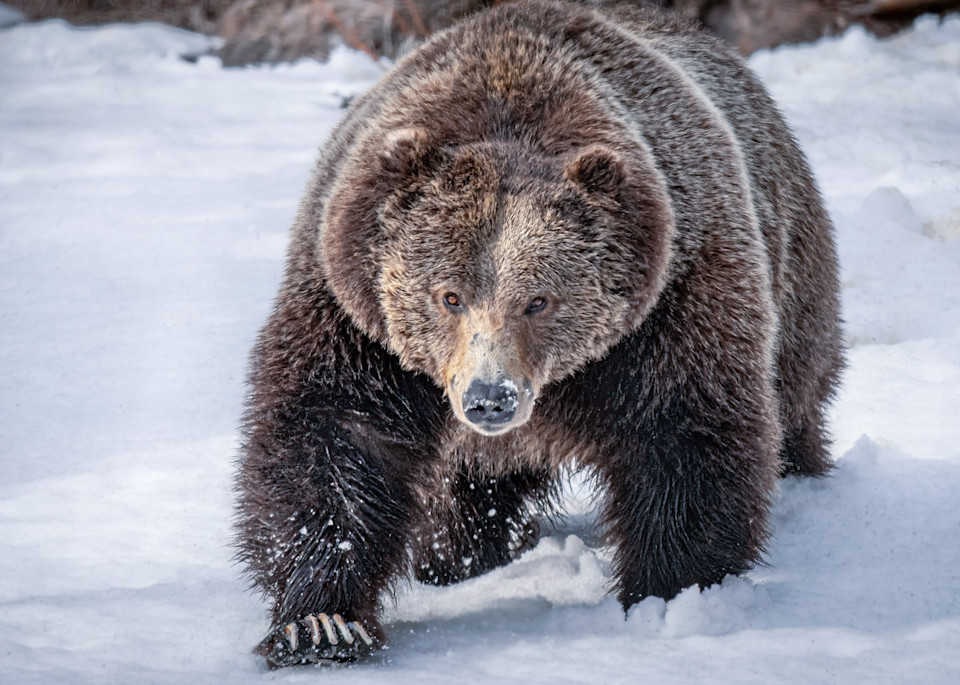 Spring Grizzly Photography Art | Jim Collyer Photography