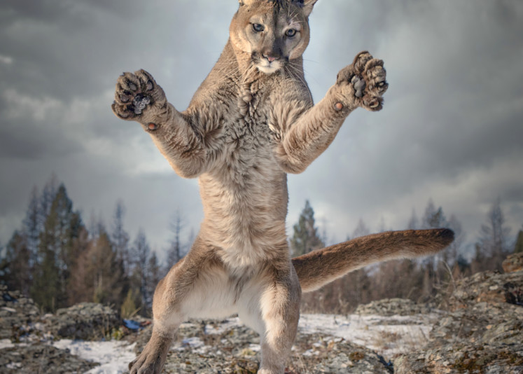 Jumping Lion Photography Art | Jim Collyer Photography