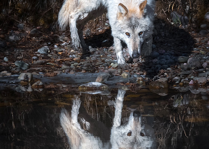 Reflection Wolf Photography Art | Jim Collyer Photography