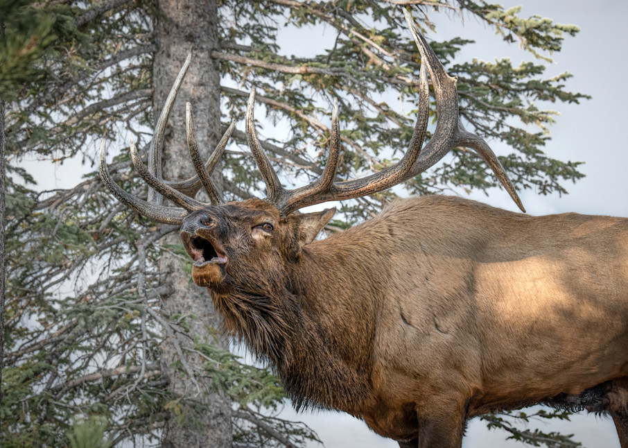 Elk Photography Art | Jim Collyer Photography