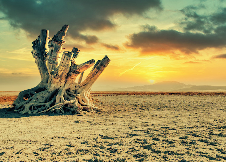 Dead Tree, Dried Roots in Salt Desert at Sunset