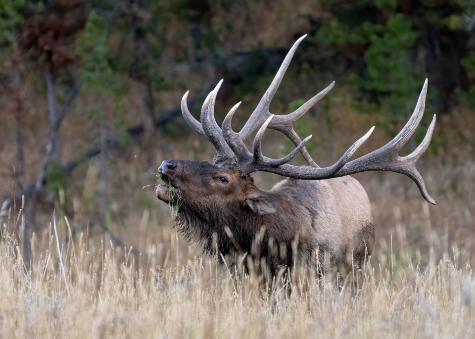 Bull Elk, Yellowstone National Park Photography Art | Tom Ingram Photography