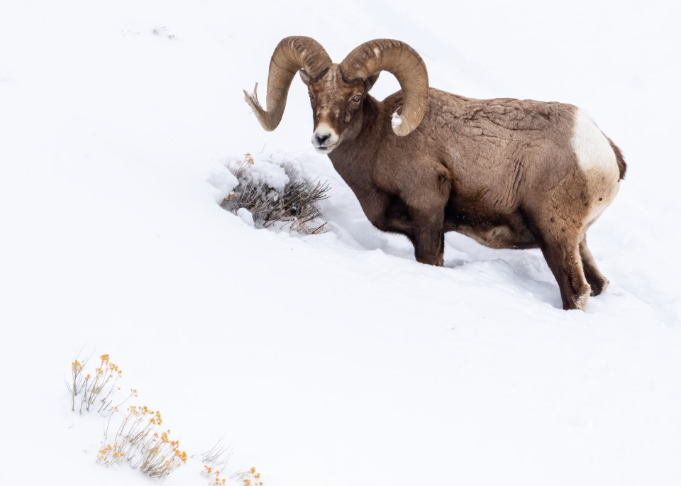 Bighorn Sheep,  Yellowstone National Park Photography Art | Tom Ingram Photography