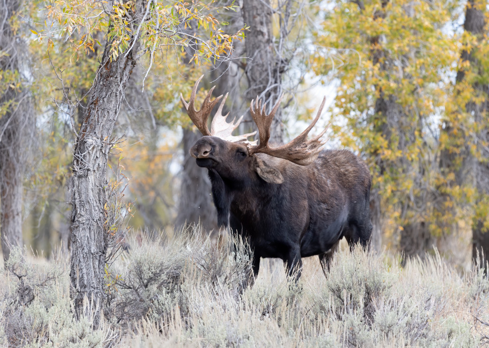 Bull Moose (Shoshone), Grand Teton National Park Photography Art | Tom Ingram Photography