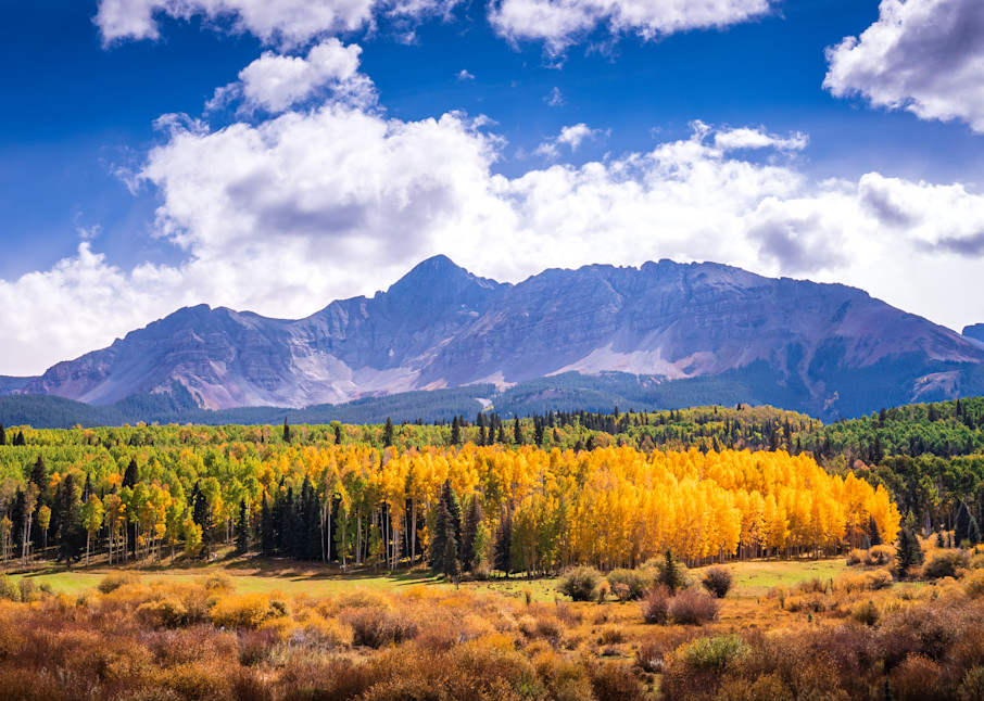 Golden Aspens. Telluride, Colorado Photography Art | Kelley Dallas Photography
