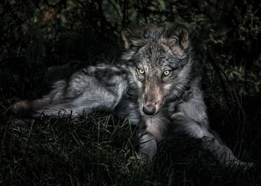 Wolf Wonderment Art | Trevor Pottelberg Photography