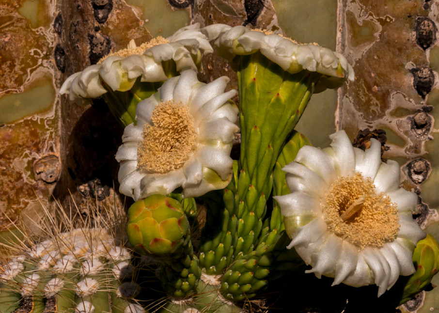 DP765 Blooming Saguaro
