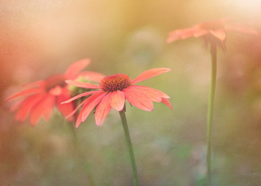 Basking In The Glow Photography Art | Patti Gary Photography