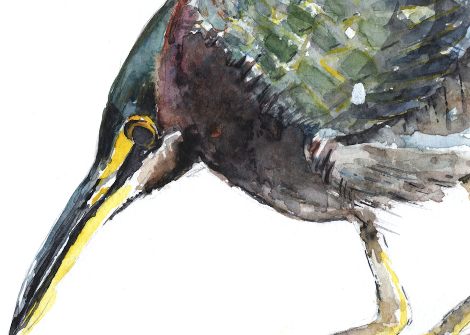 Green Heron Art | Claudia Hafner Watercolor