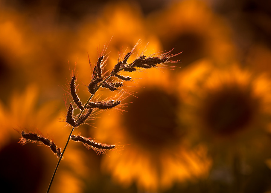 Golden Glow, Sunflowers Photography Art | Kim Clune Photography