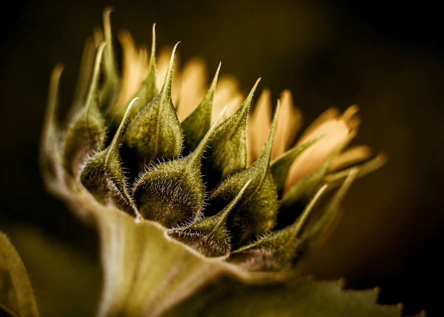 Young Sunflower Photography Art | Kim Clune Photography