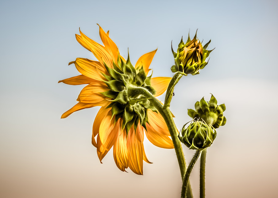 Sunflower Sway Photography Art | Kim Clune Photography