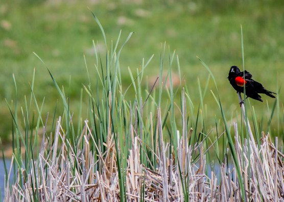 Red Winged Blackbird At The Pond Photography Art | PS Ventures