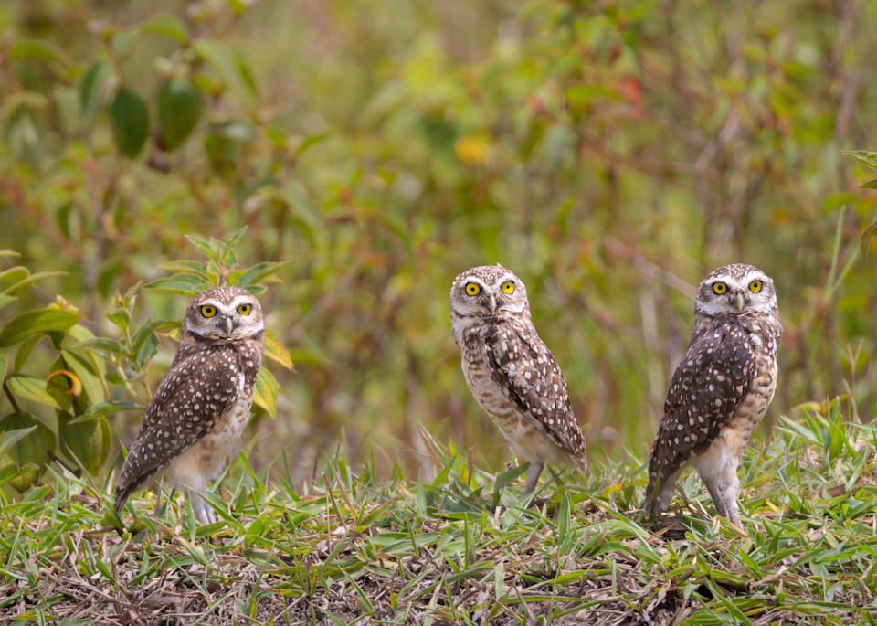 Burrowing Owls 
