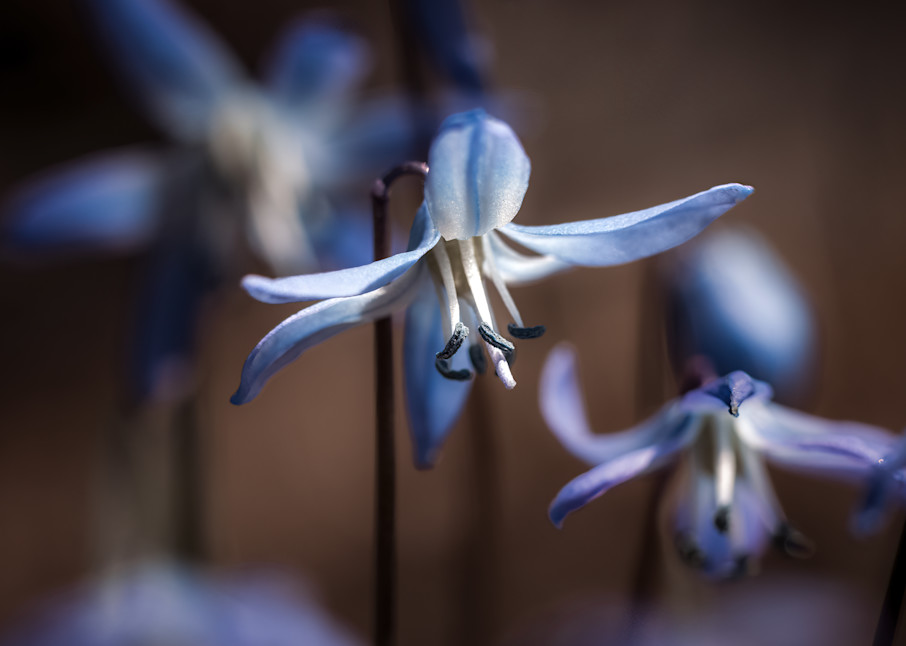 Sweet Siberian Squill Photography Art | Kim Clune Photography