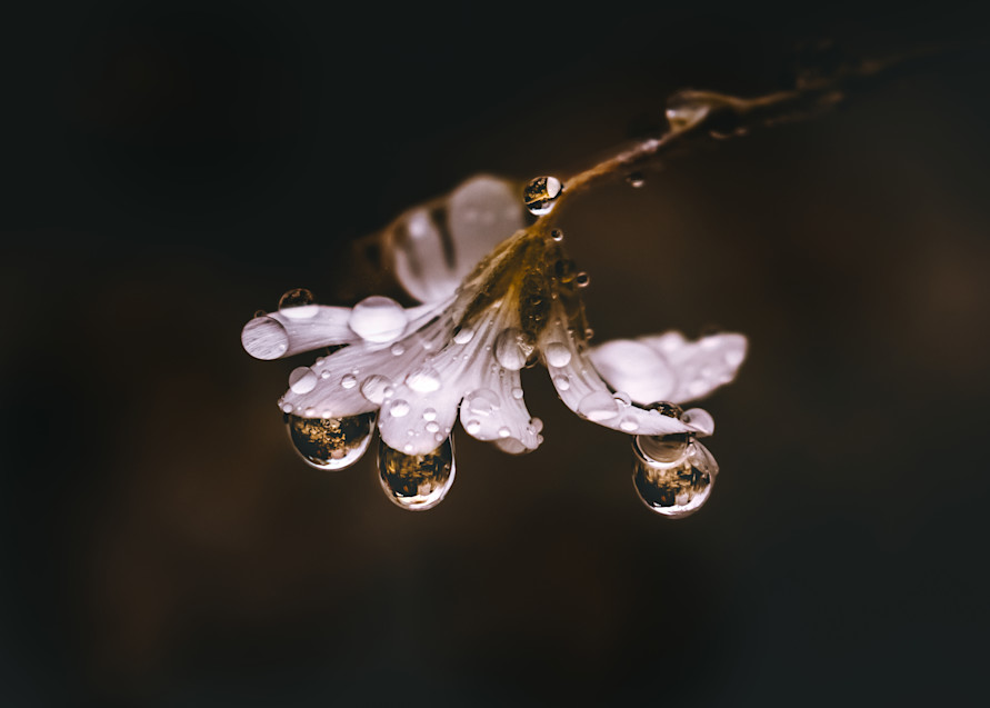 Weeping Snow In Summer Photography Art | Kim Clune Photography