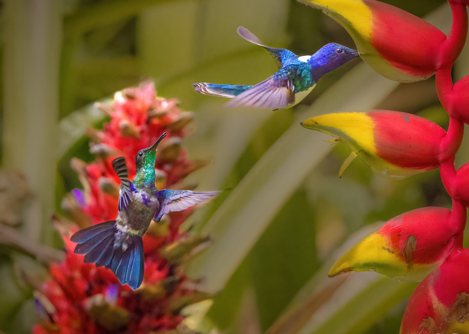 Crowned Woodnymph and White Necked Jacobin Hummingbirds