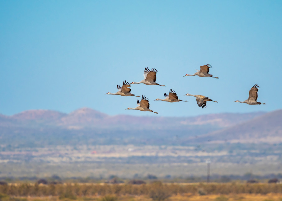 Sandhill Cranes At Whitewater Draw Photography Art | Images By Cheri