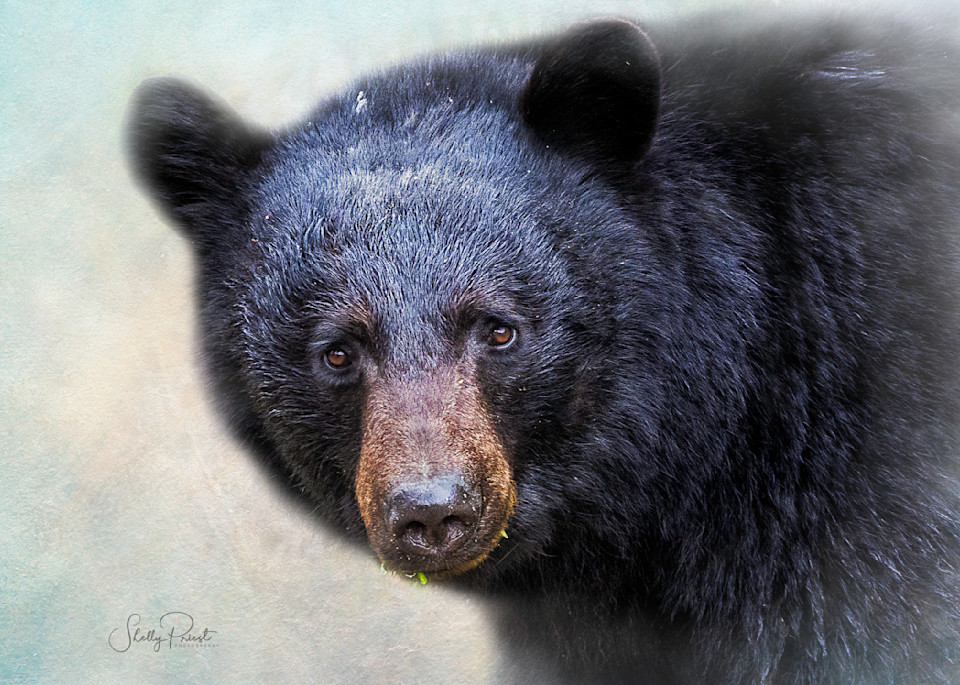 Portrait Of A Black Bear Photography Art | Shelly Priest Photography