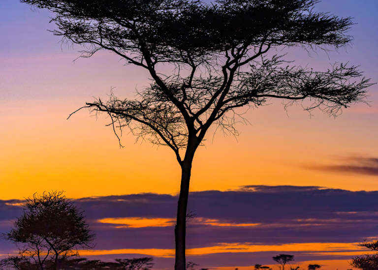 Dawn On The Serengeti Photography Art | johnnelson