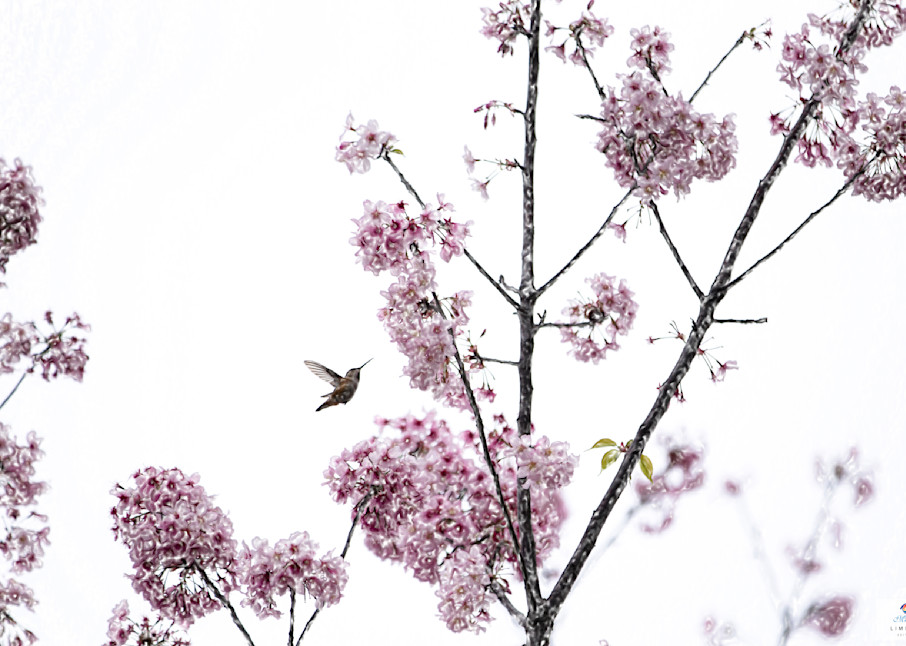 Hummingbird And Cherry Blossoms Photography Art | Mindy Fine Art Photography