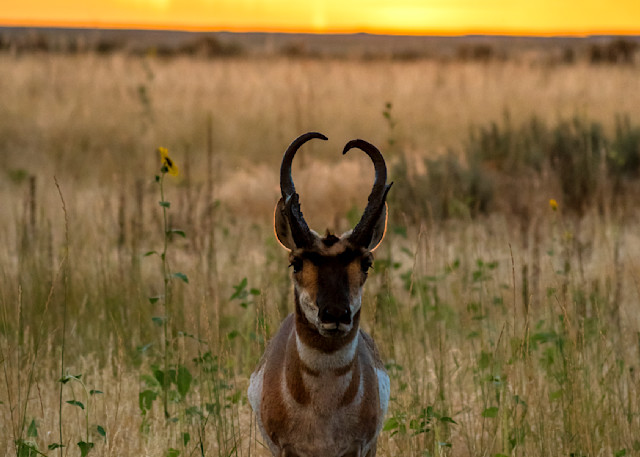 Pronghorn At Antelope Island Sunset Photography Art | Images By Cheri