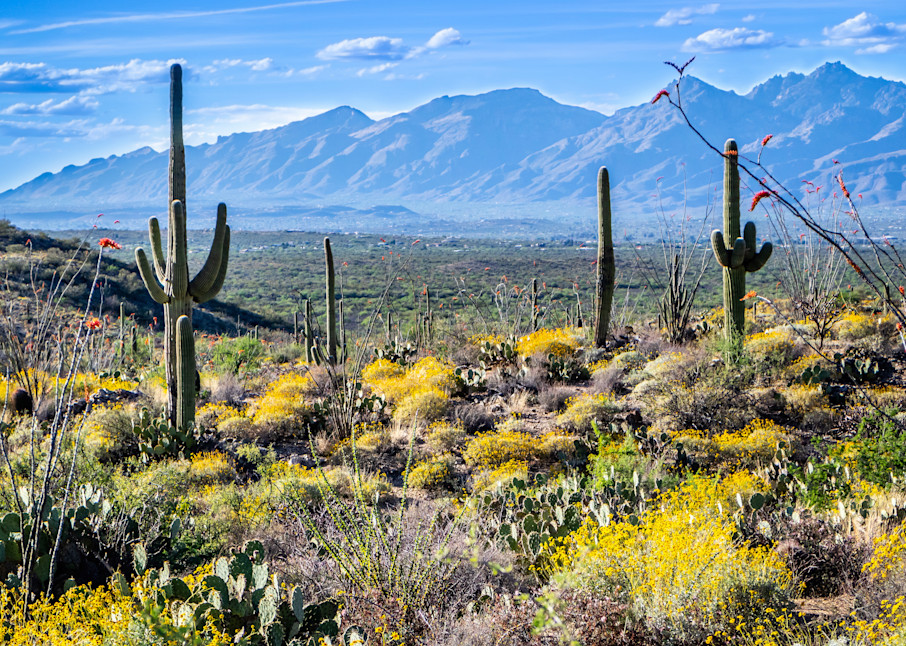 Saguaro Cactus In The Sonoran Desert Of Arizona Photography Art | Images By Cheri