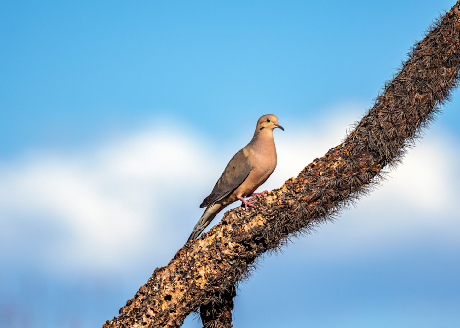 Mourning Dove In Tucson Arizona Photography Art | Images By Cheri