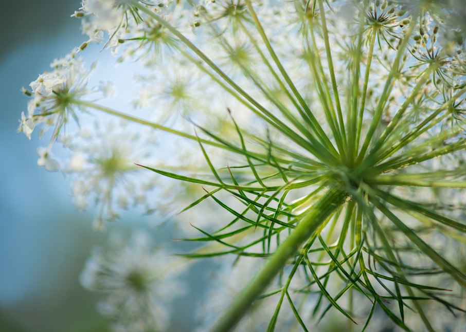 Queen Anne's Lace Fine Art Photograph by Sally Halvorsen on Canvases, Papers, Metals & More