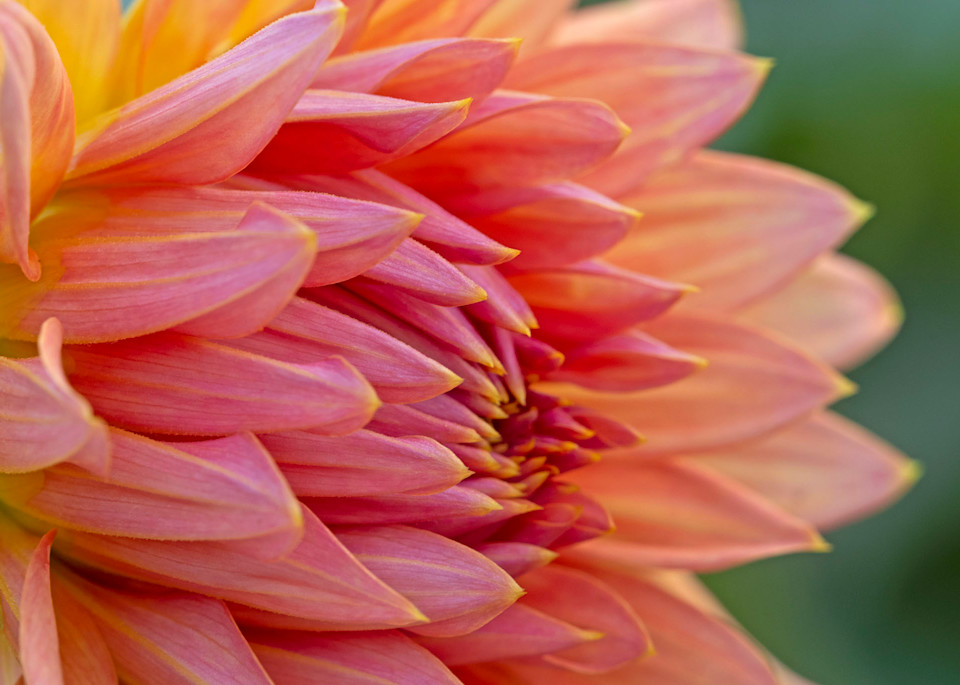 Pink And Yellow Dahlia Photography Art | Cindy Karchner Photography