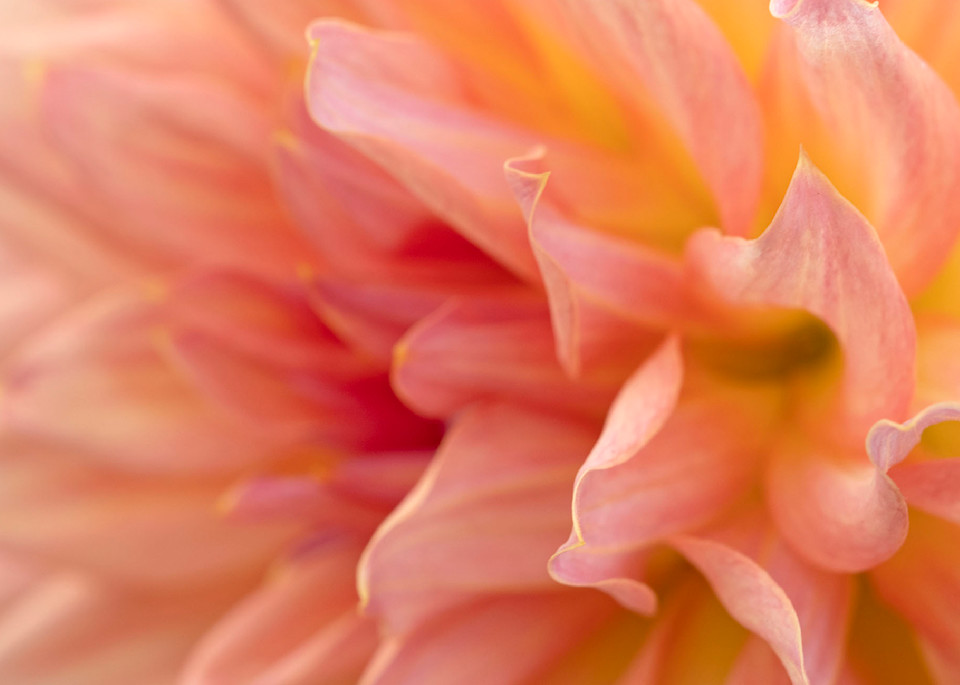 Soft Folds Pink Dahlia Photography Art | Cindy Karchner Photography
