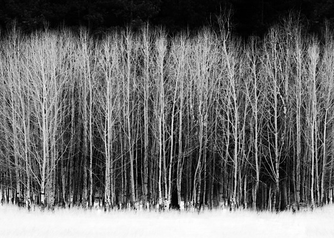 Stand Of Aspens Photography Art | Kates Nature Photography, Inc.