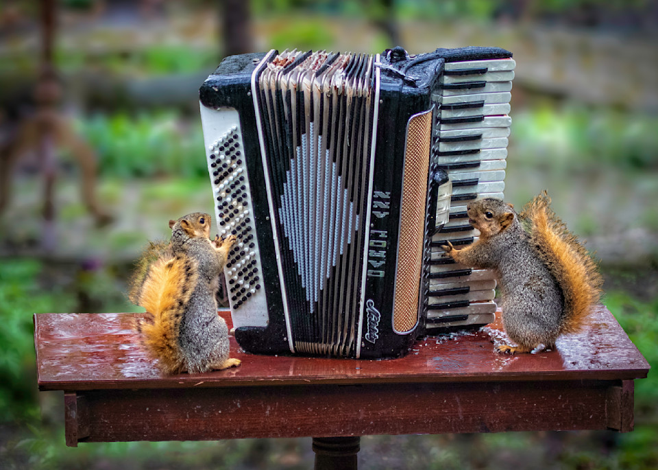 Two Squirrels Playing The Accordian Photography Art | Paul Kober Photo