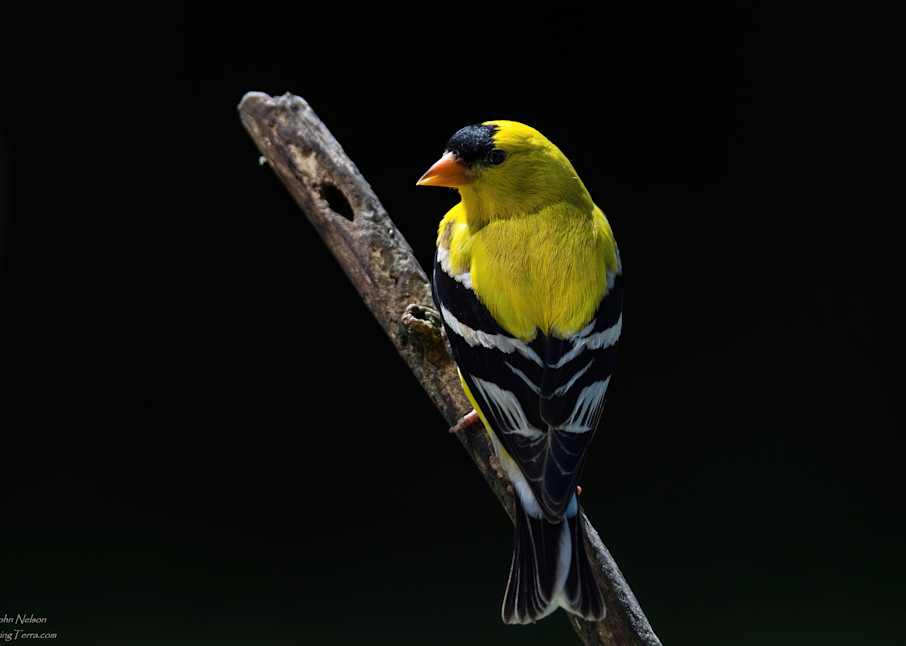 American Goldfinch In The Sun Photography Art | johnnelson