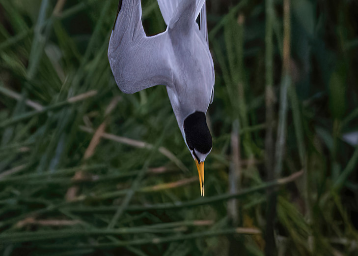Focused Concentration Photography Art | johnnelson