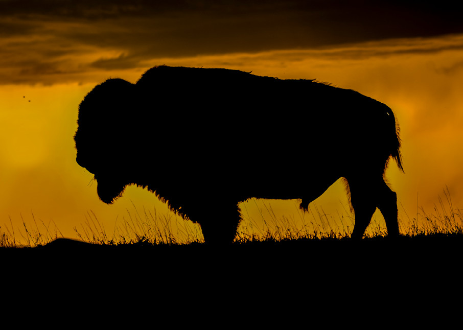 Big Daddy Bison, King Of The Badlands Photography Art | Images By Cheri