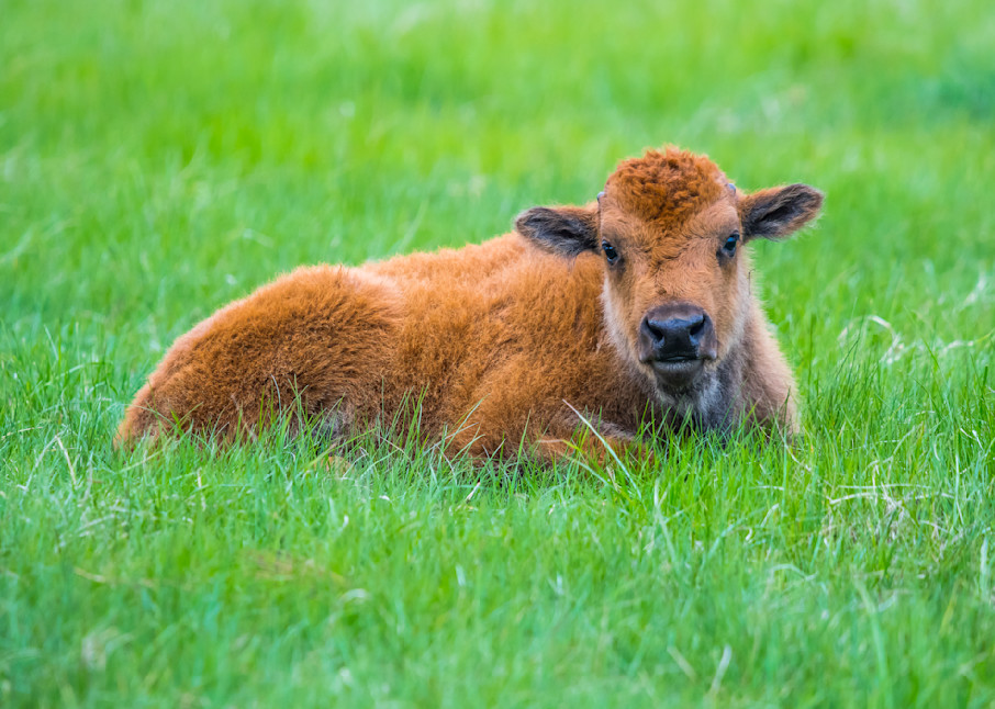 Adorable Baby Bison Photography Art | Images By Cheri