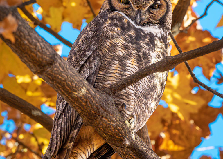 Autumn Great Horned Owl