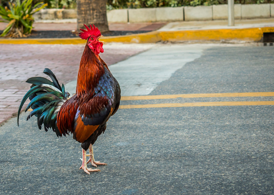 Crowing Key West Rooster In The Road Photography Art | Images By Cheri
