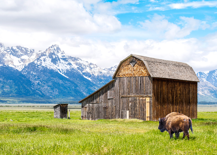 Moulton Barn With Bison Photography Art | Images By Cheri