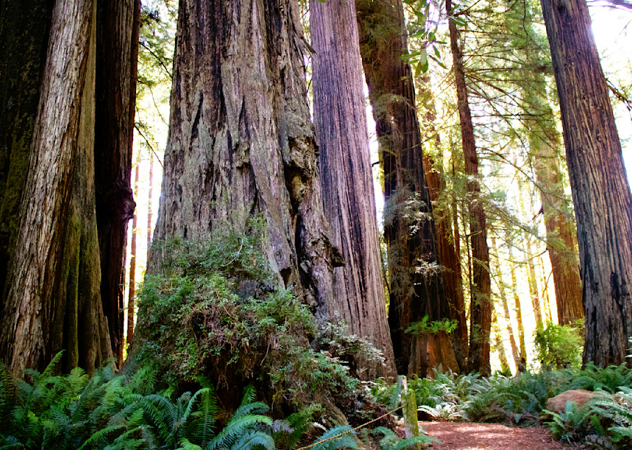 Redwood National And State Park In California Photography Art | Images By Cheri