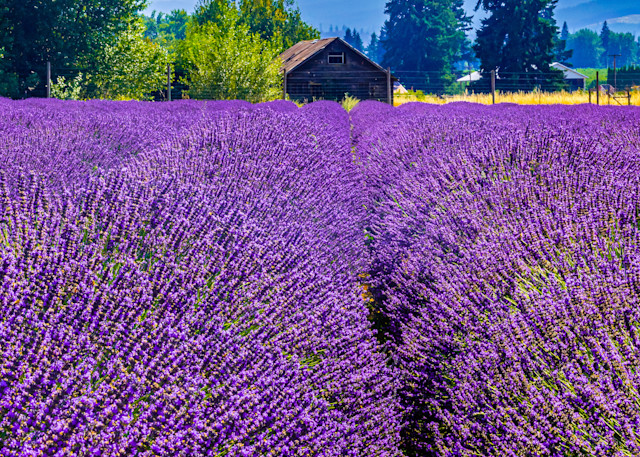 Lavender Fields In Oregon Photography Art | Images By Cheri