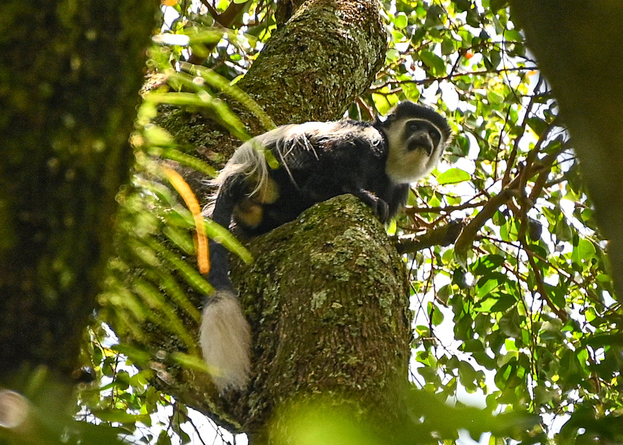Colobus Monkey.  Kakamega Rain Forest, Kenya. Photography Art | Michael J. Reinhart Photography