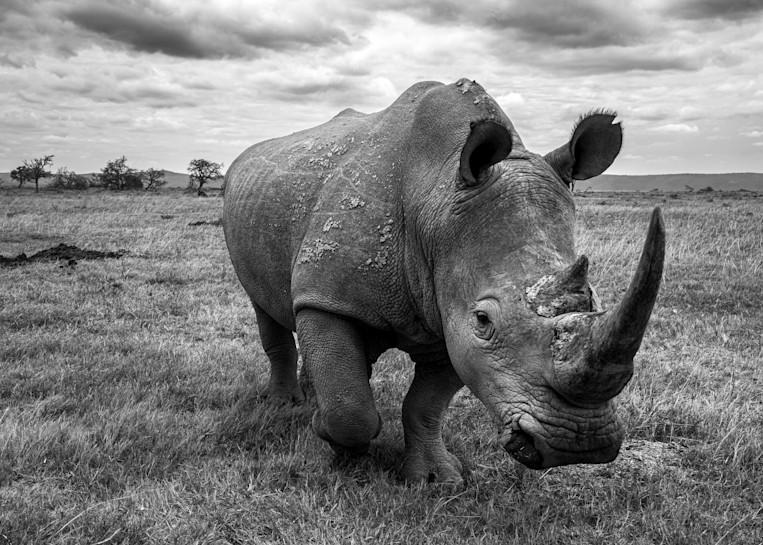 Rhino Bull Art | Strati Hovartos
