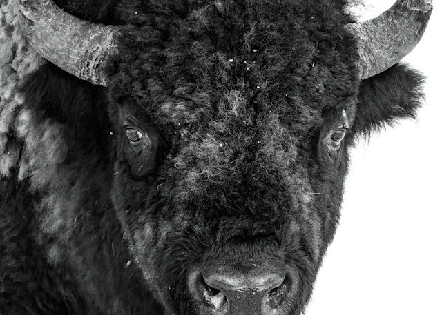 Bison Art | Strati Hovartos