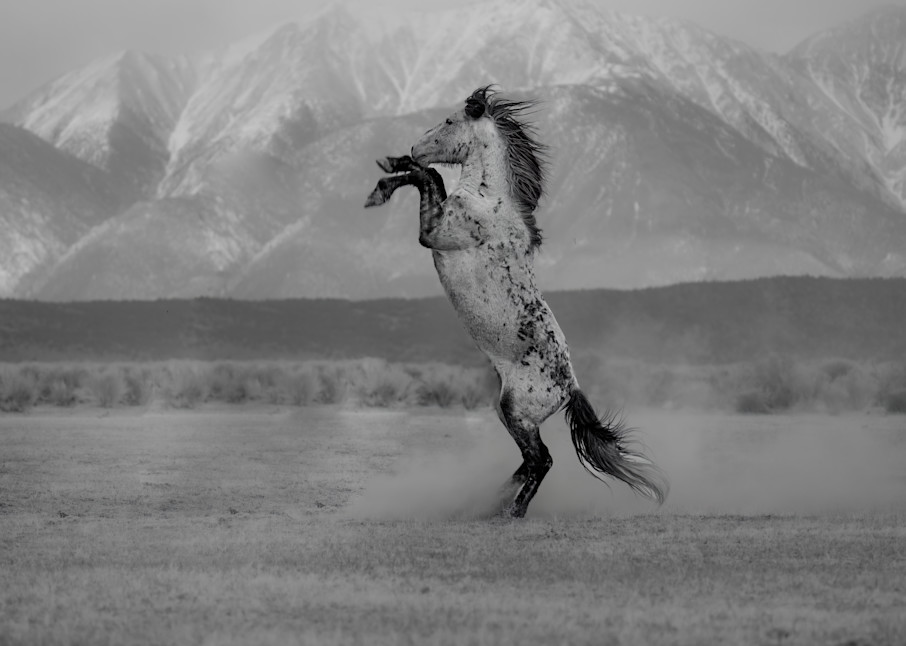 Mustang Art | Strati Hovartos