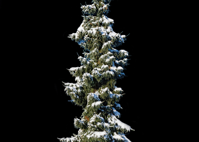 Norway Spruce In The Snow Photography Art | johnnelson