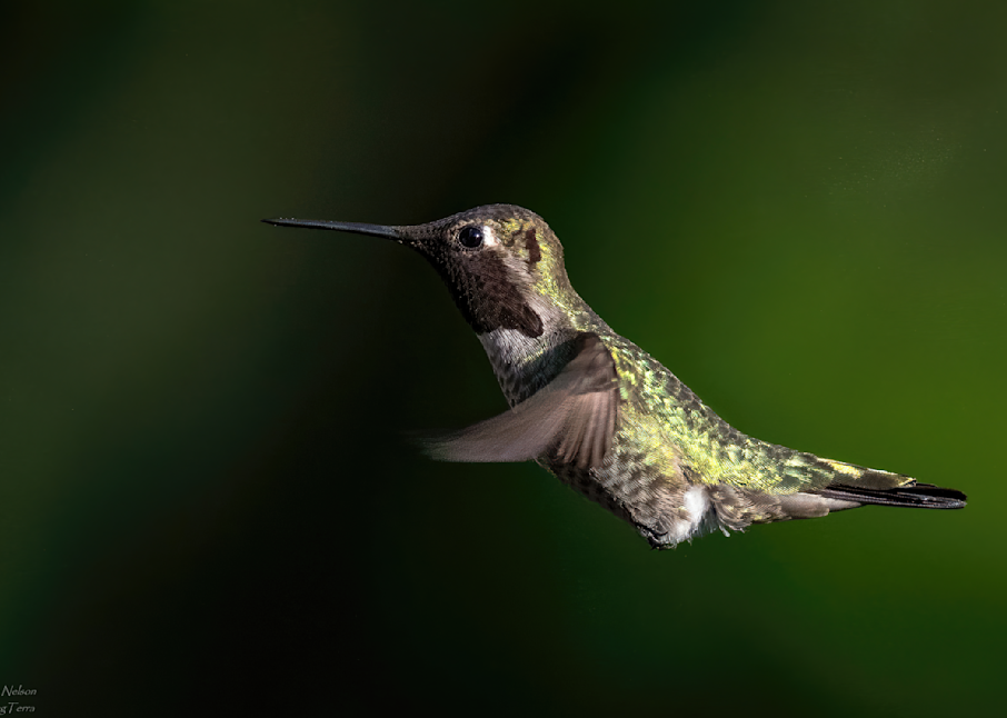 Anna S Hummingbird Photography Art | johnnelson