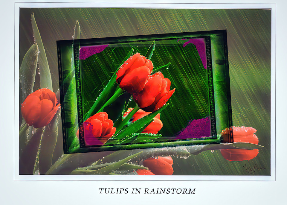 Tulips In The Rain 2 Photography Art | J-M Artography